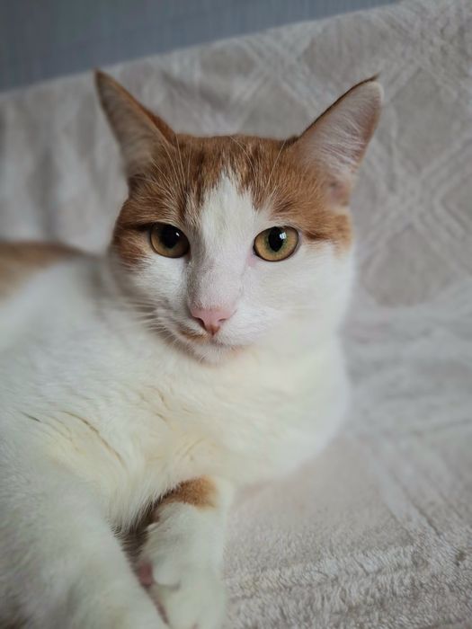 Кастрированный бело-рыжий котёнок-подросток ищет дом! Котята в хорошие