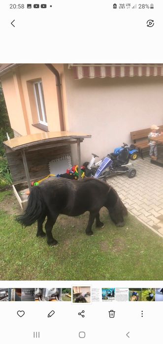 Sprzedam kucyka wałacha 7 lat