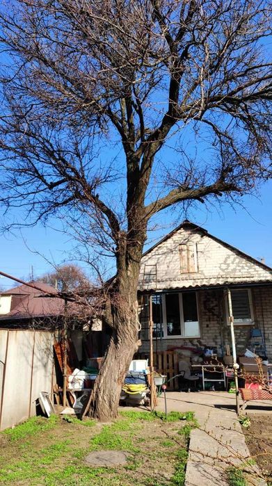 Спил деревьев Бесплатный вывоз