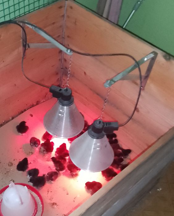 Kurczęta australorp