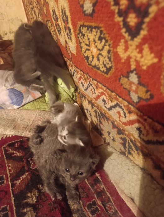 Котята в хорошие руки
