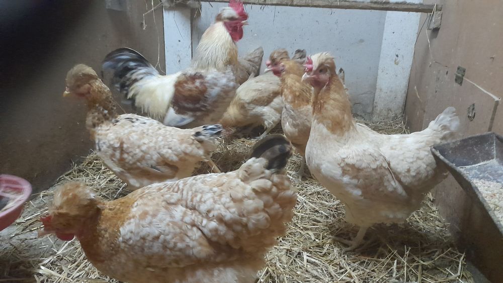 Jaja lęgowe czubatki staropolskiej