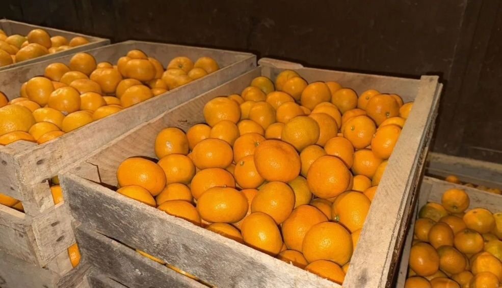 Продам мадарин оптом