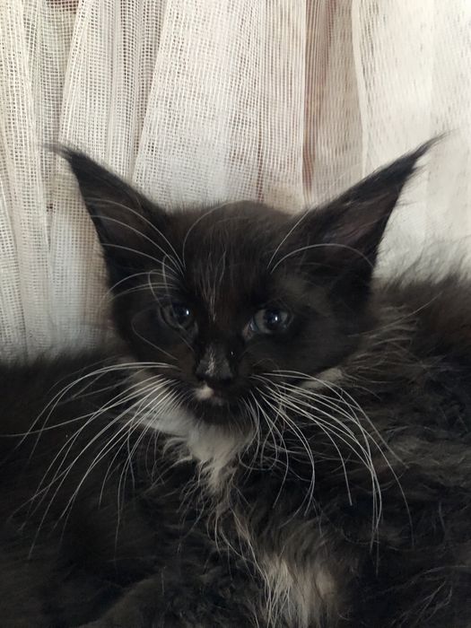 Продам Мейн Кун огромных котят