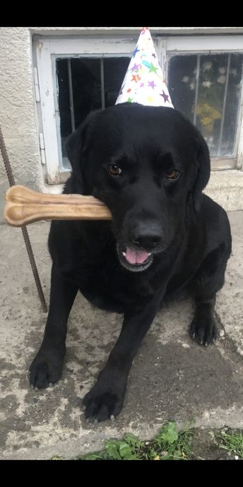 Злучка , в'язка Лабрадор