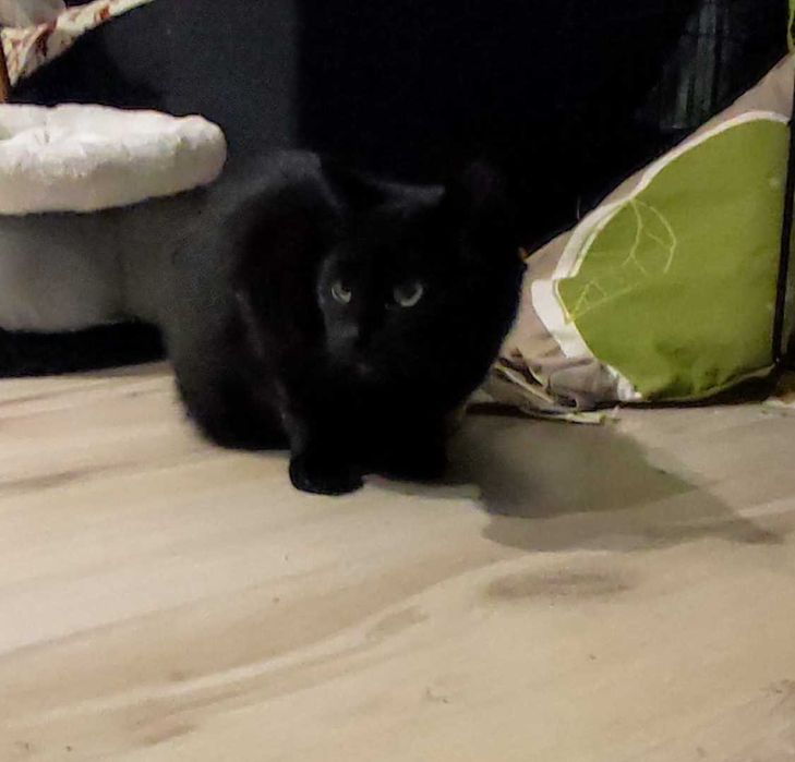 cudowna kicia potrzebuje znaleźć domek