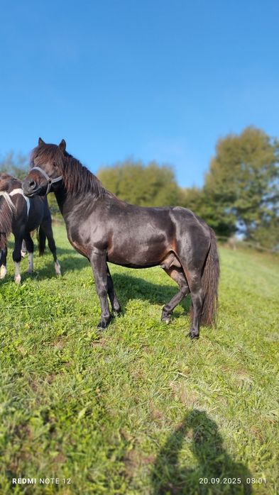 Śliczny Ogier Huculski z Licencją