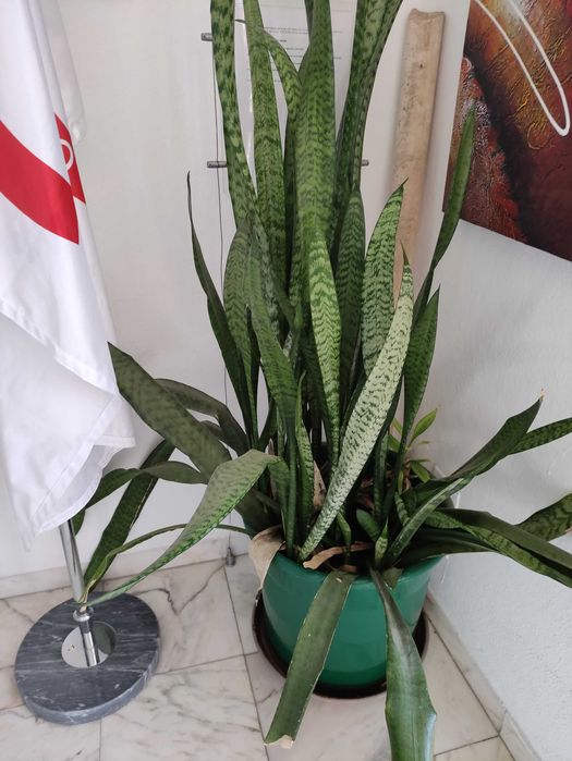 Planta espada de São Jorge