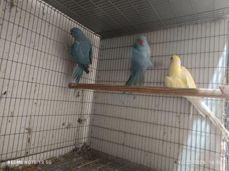 Ring neck fêmeas 2025