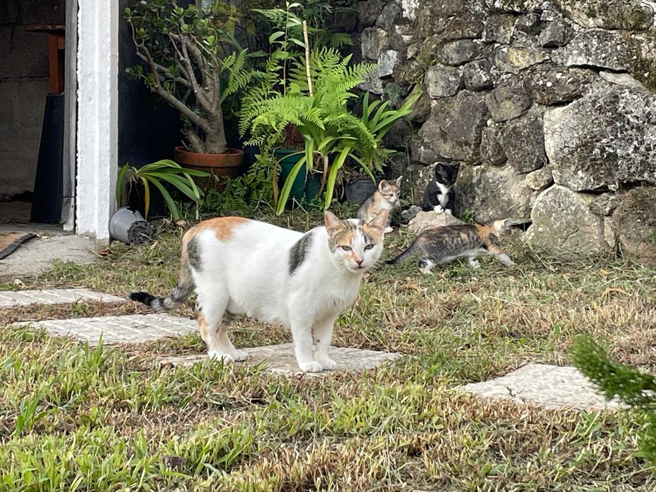 Gata Esterilizada, Carinhosa e Leal - Para Adoção