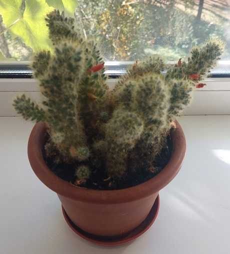 Кімнатна рослина «Кактус»