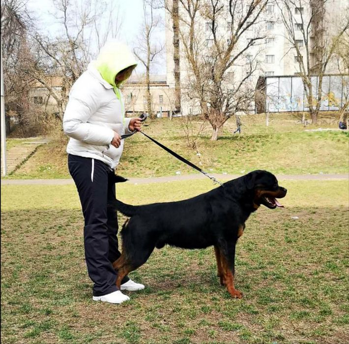 Кобель для в'язки