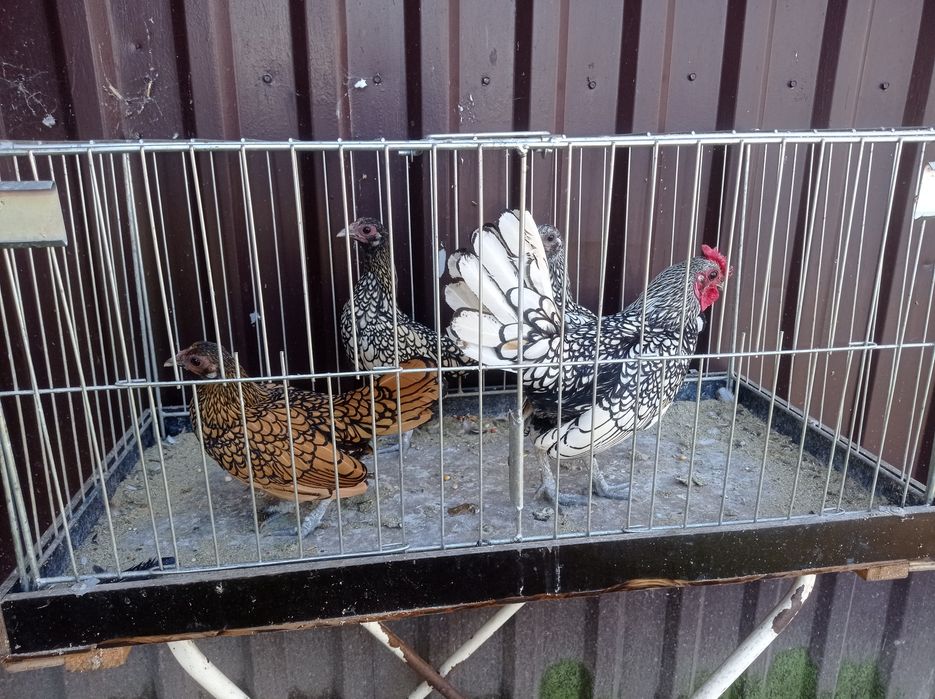 Sebrytki kury ozdobne
