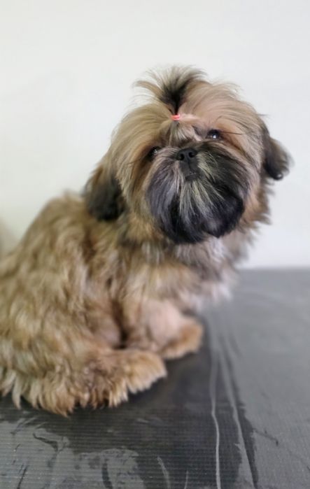 Filhote Fêmea Shih Tzu