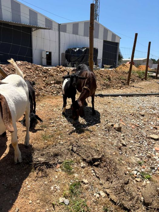 Cabras e cabritos