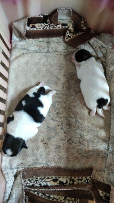 Королівський пекінесик шукає дівчинку