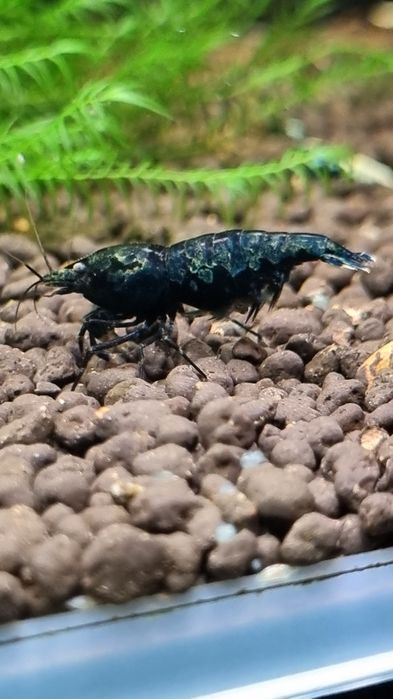 Krewetka Krewetki GALAXY ze stada BOA