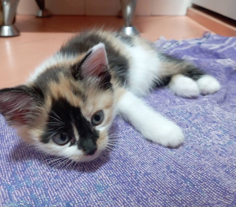 Віддам в добрі руки котиків