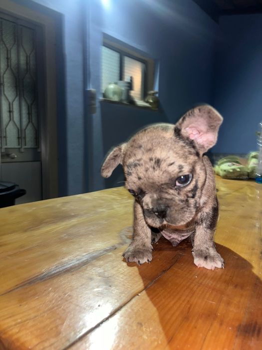 Buldogue francês menino