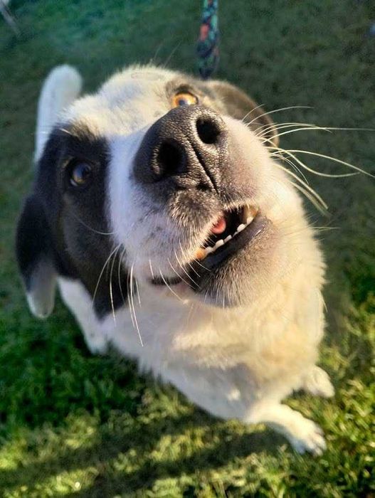 Toniek- wesoły, radosny psiak szuka domu. Do adopcji