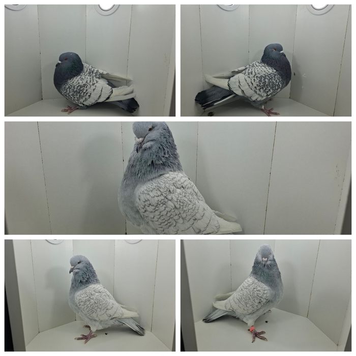 Gołębie ozdobne staropolskie turkoty pocztowe białe