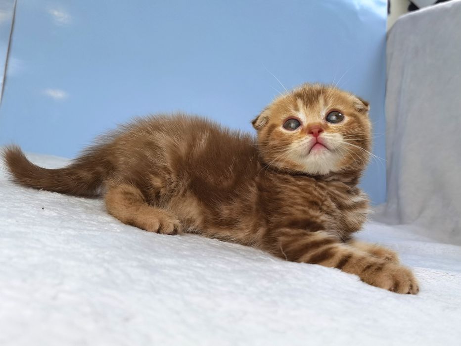 Рудий висловухий котик з документами клубу