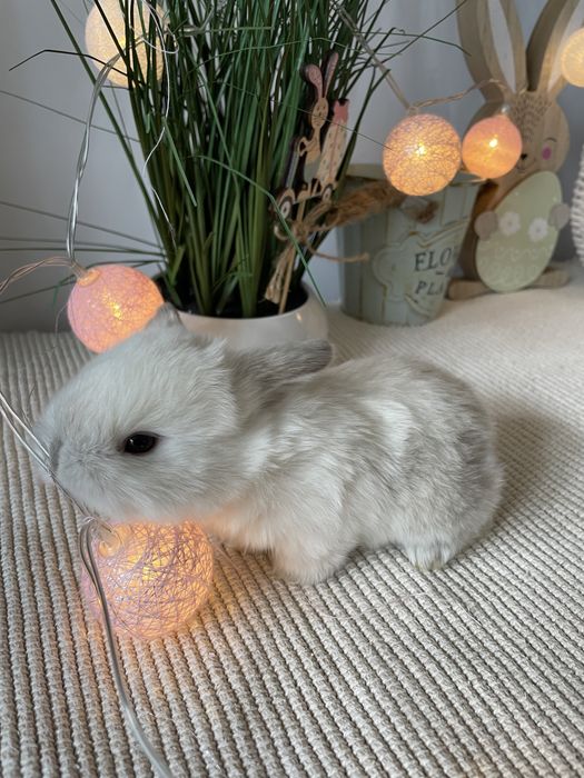 Króliczki  królik mini lop miniaturowy baranek LEGALNA HODOWLA !