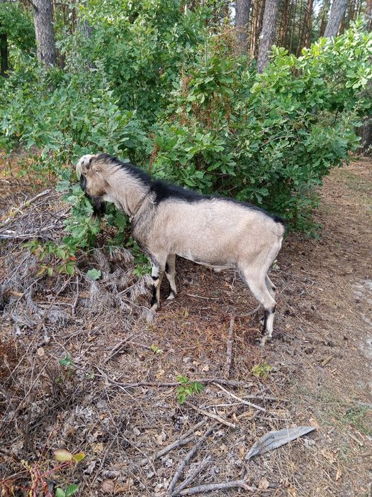 Племінний цап Ламанч, покриття кіз,погулять козу