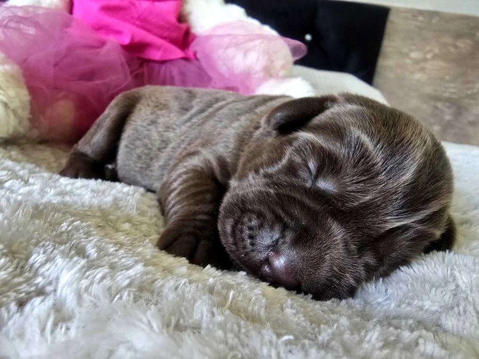 Labrador Retriever ZKwP/FCI - czekoladowa dziewczynka