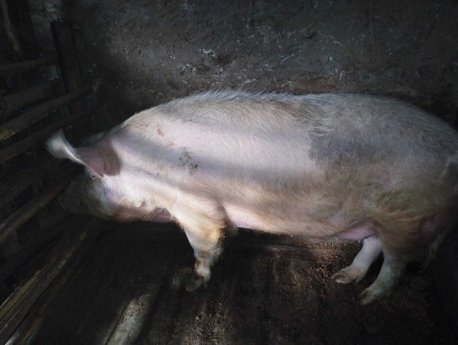 Кабан поверх 250 кг