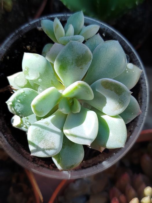 Суккуленти по 15 грн