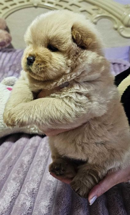 Цуцинята чау-чау