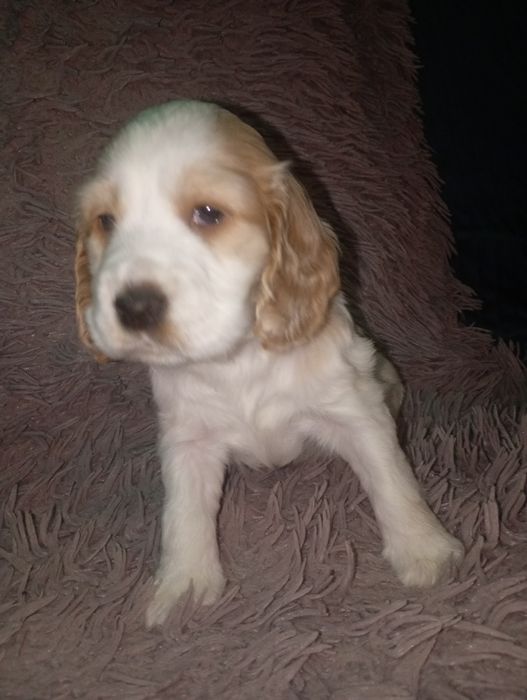 Cocker spaniel angielski