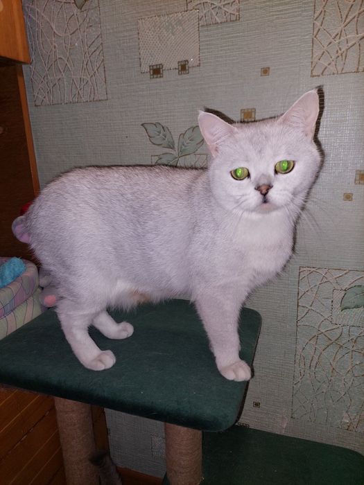 Скоттиш страйт котёнок. Девочка.