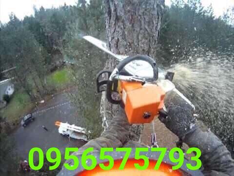 Спил сложных Деревьев.