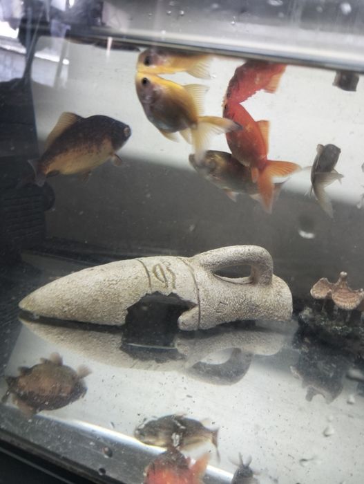 Peixes de água fria