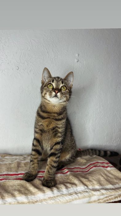 Отдам котенка лесного окраса, мальчик, 4 месяца