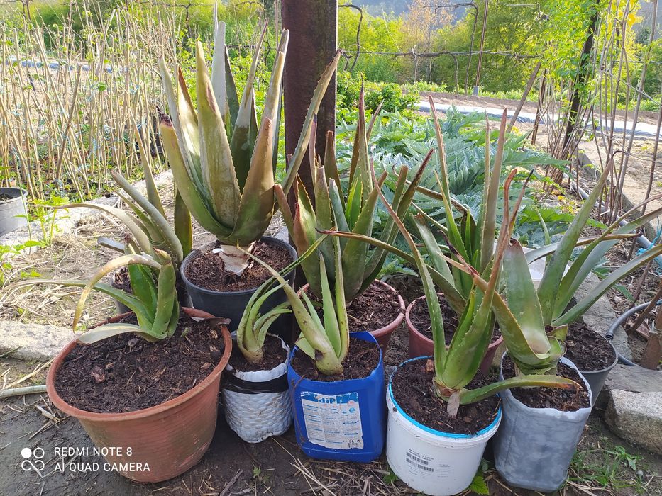 Planta Aloe vera