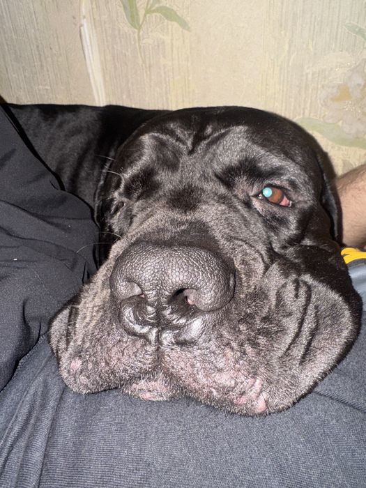 Віддам в добрі руки в звʼязку з несподіваними обставинами