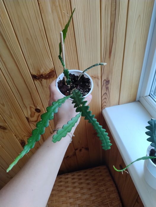 Епіфілум ангулігер "риб'яча кістка"