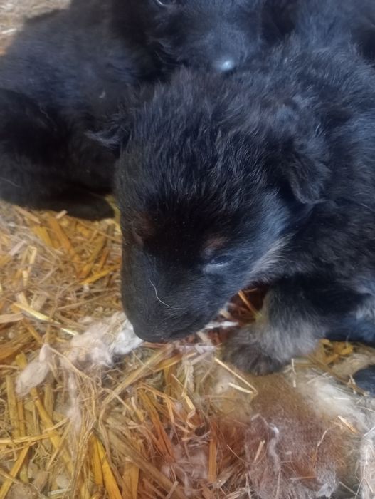 Продам щенков немецкой овчарки