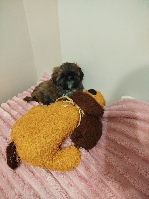 Śliczny piesek Shih TZU