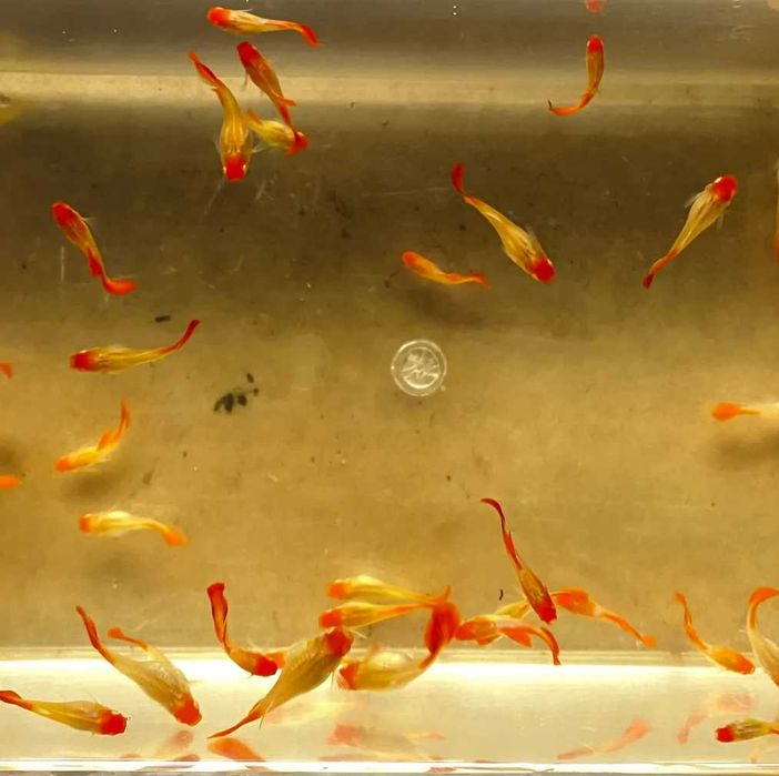 Гуппі червона кої