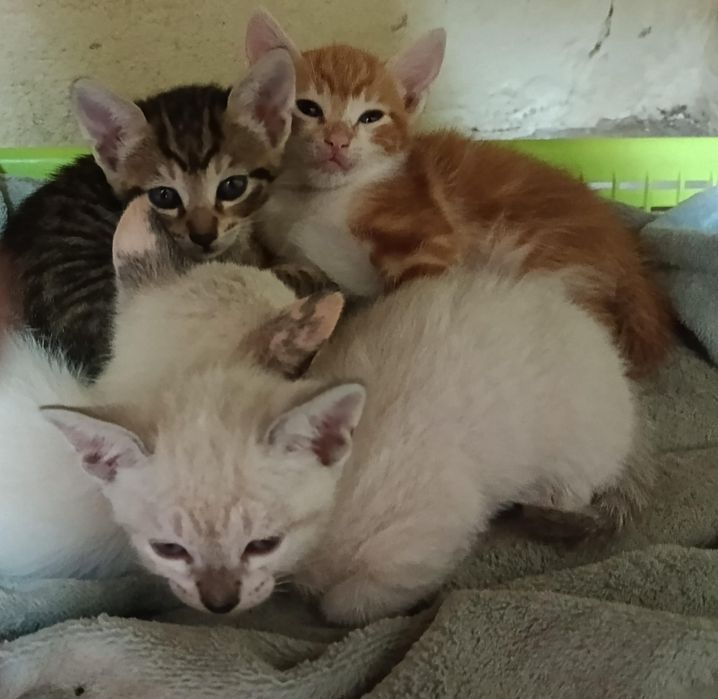 Da se estas gatinhas