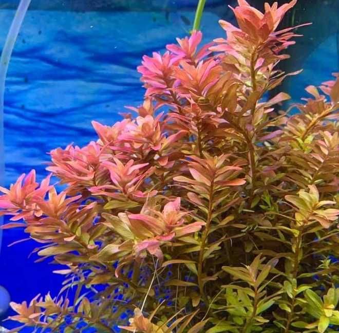 Rośliny do akwarium - Rotala rotundifolia