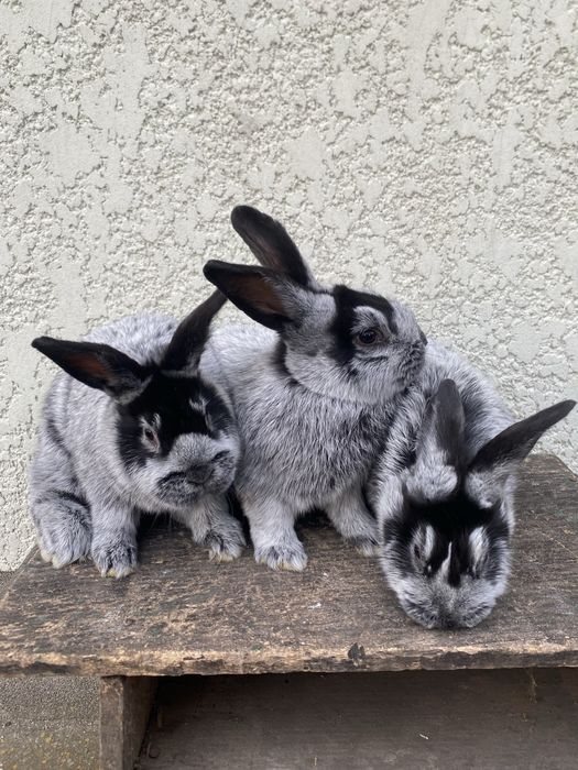 Кролики кролі продам