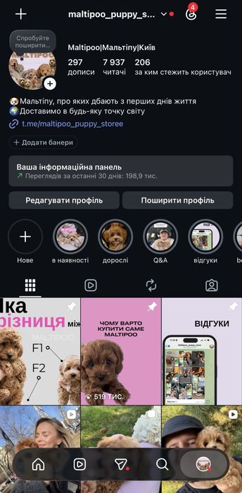 Казковий пухнастий Мальтипу F1