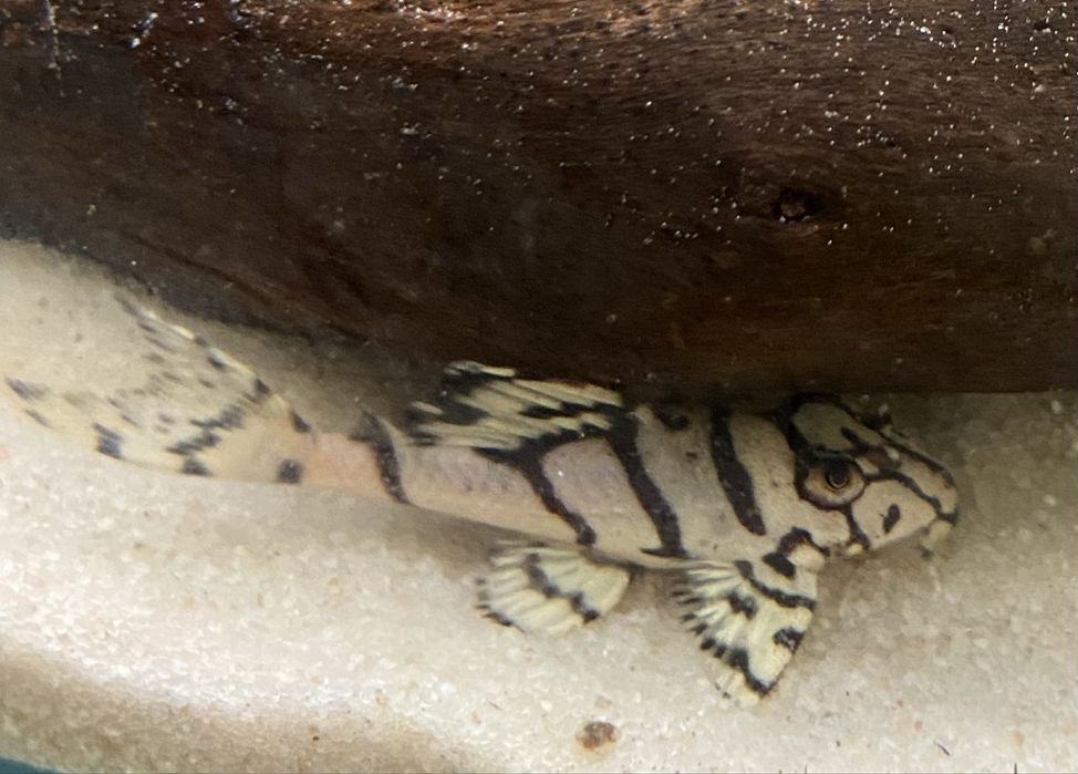 Zbrojnik L236 SW Super White Glonojad