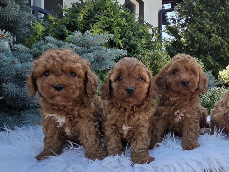 Cavapoo F1B Samczyk