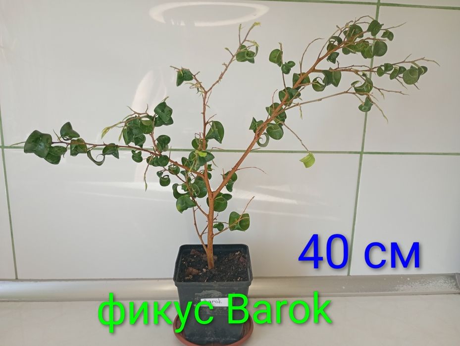 Аглаонема. Фикус Бенджамина,Barok, Natalie, каучуконосний